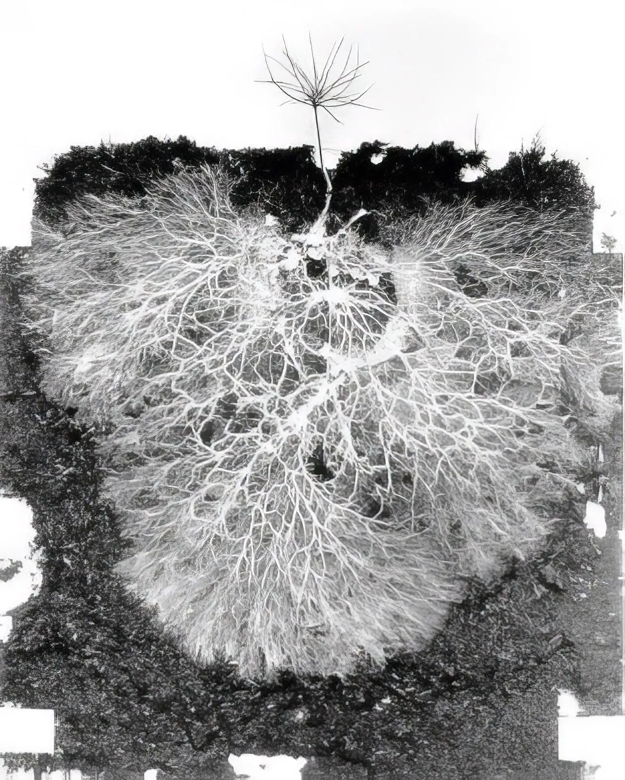 What is the primary function of Mycorrhiza Te..