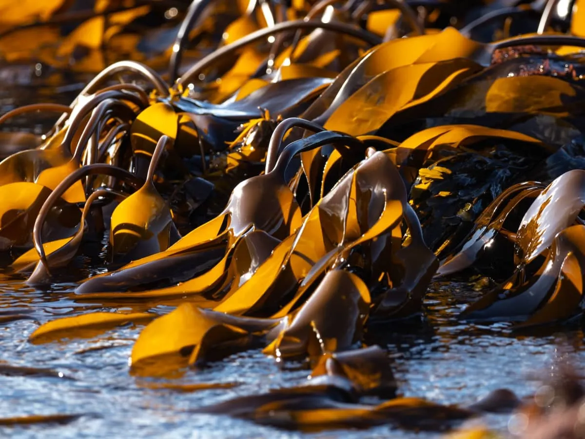 What are the advantages of using Liquid Seawe..