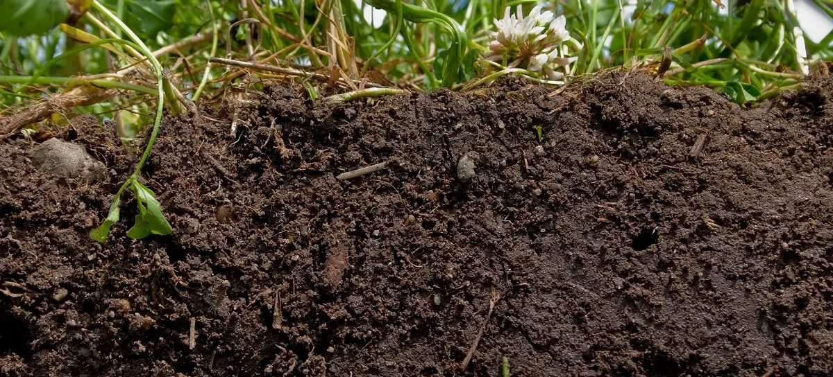 How long does it take to see results from using humic acid in the soil?