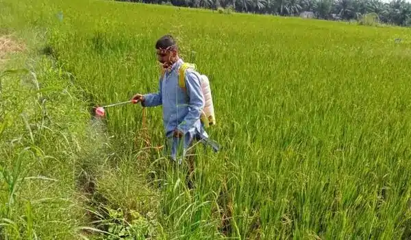 What Crops Can Benefit from Acetobacter Bio-F..