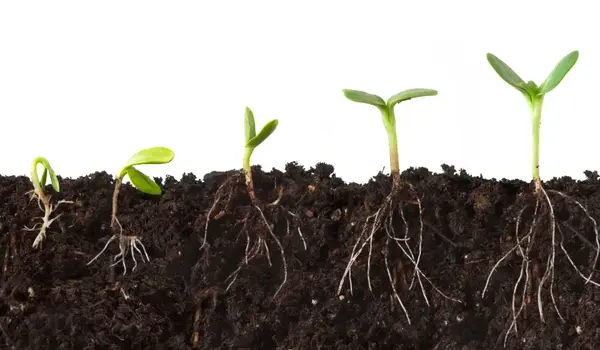 What Crops Can Benefit from Humic Acid Powder..