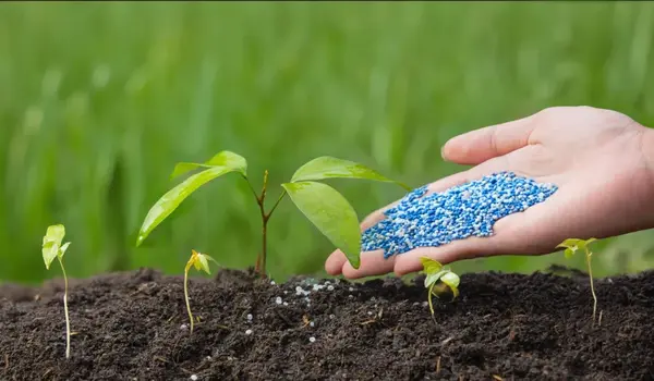 Can NPK 19:19:19 Fertilizer Be Used on All So..