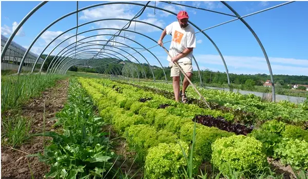 How Does Organic Farming Contribute to Enviro..