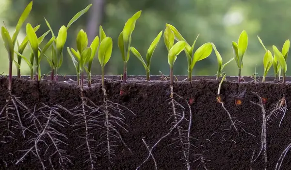 The Role of Humic Acid in Enhancing Nutrient ..