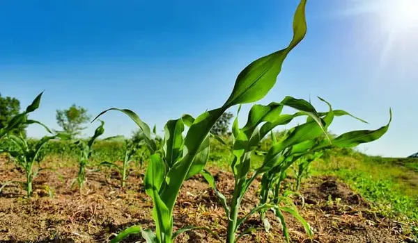 What Are the Advantages of Using Trichoderma ..