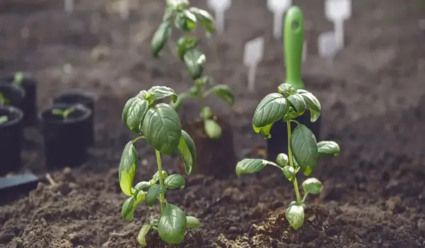 The Impact of Amino Acids on Plant Growth: In..