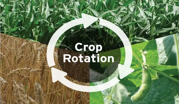 Case Study: Successful Crop Rotations Using O..