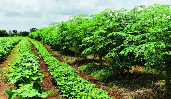 The Benefits of Crop Diversification in Susta..