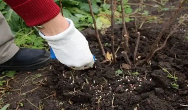 What are the key differences between Humic Fa..