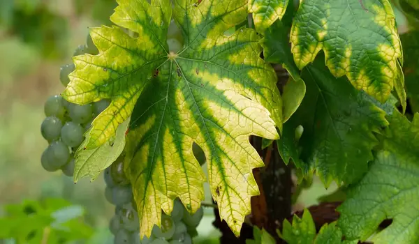 What Are the Signs of NPK Deficiency in Plant..