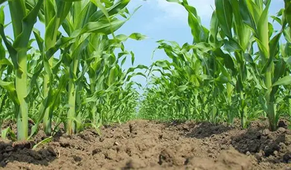 How does NPK 12-32-16 boost root development ..