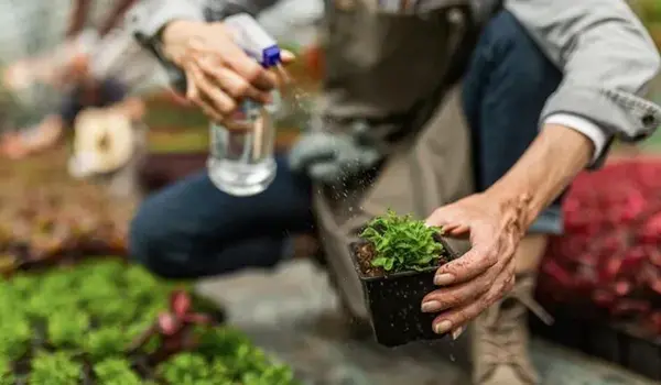 When Should You Switch from DAP Fertilizer to..