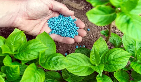 What is the Ideal NPK Ratio for Flowering and..