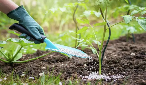 How Can NPK 0-52-34 Improve Phosphorus Levels..