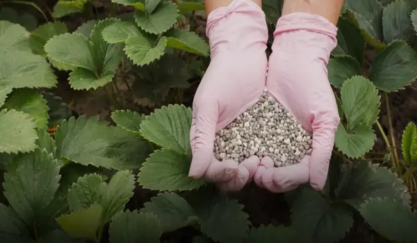 How Does NPK 12-32-16 Enhance Phosphorus Upta..