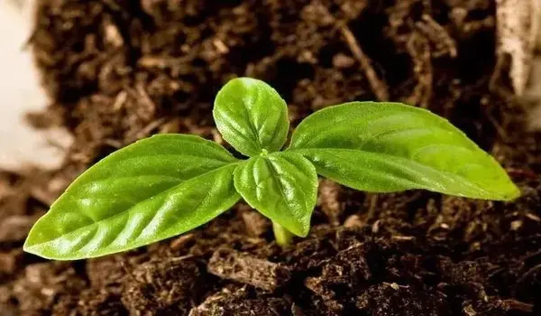 What Crops Benefit Most from Using NPK 0-52-3..