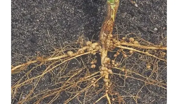 राइजोबियम (Rhizobium) क्या है और यह पौधों के ..