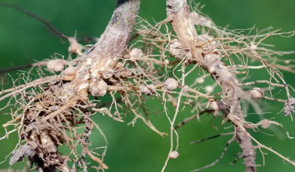राइजोबियम (Rhizobium) मिट्टी में नाइट्रोजन स्..