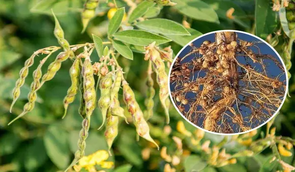 राइजोबियम (Rhizobium) से किन फसलों को लाभ होत..