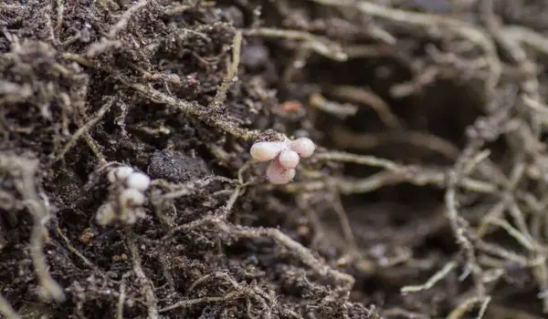 क्या राइजोबियम (Rhizobium) जैविक खेती में उपय..