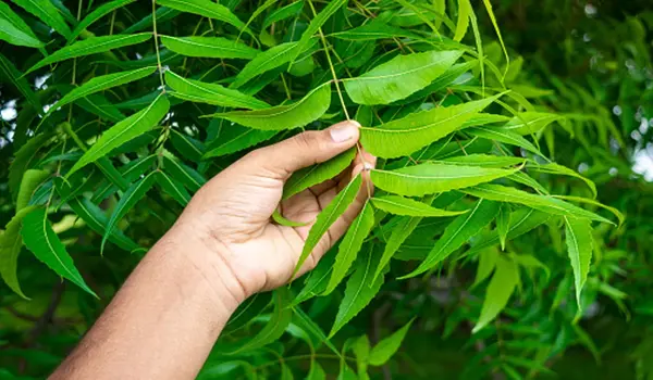 नीम तेल (neem oil) क्या है और यह एक कीटनाशक क..