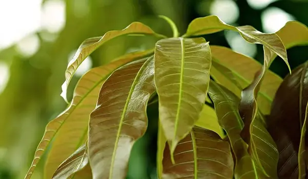 पौधों में माइक्रोन्यूट्रिएंट्स (what are micr..