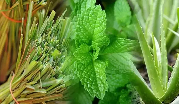 पौधों के लिए बैक्टीरिसाइड (bactericide for pl..