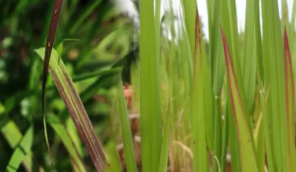 धान में आयरन की कमी (iron deficiency in paddy..