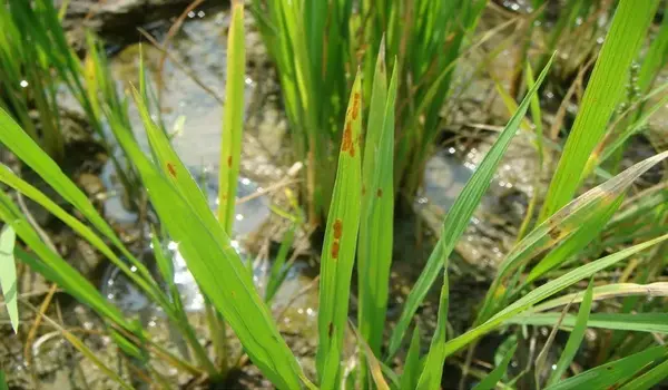 धान में जिंक की कमी (zinc deficiency in paddy..