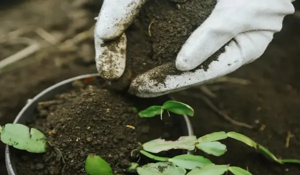 (00 52 34 fertilizer) के उपयोग से उच्च गुणवत्..