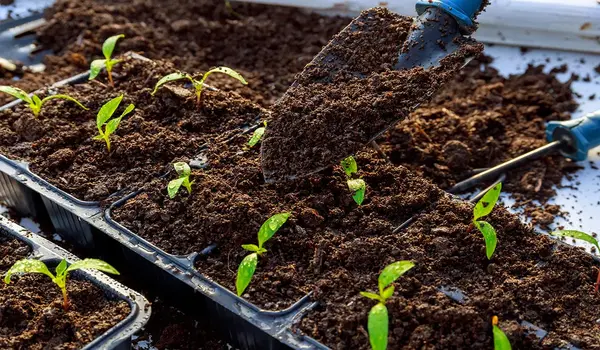 (19.19 19) उर्वरक के साथ उगाएं स्वस्थ और उत्प..