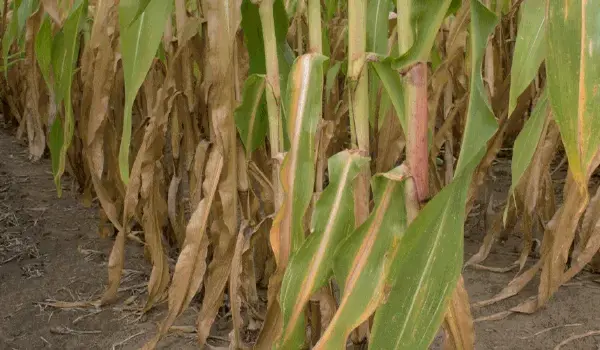 Impact of Fertilizer Deficiency Symptoms on C..