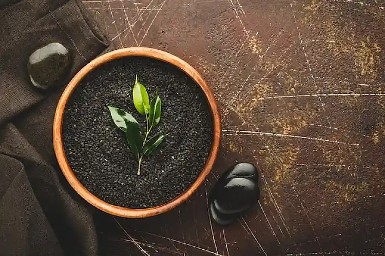 Unlocking growth potential: Top seaweed ferti..