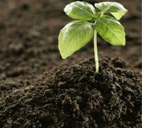 Why NPK 12-32-16 is the Best Fertilizer for H..