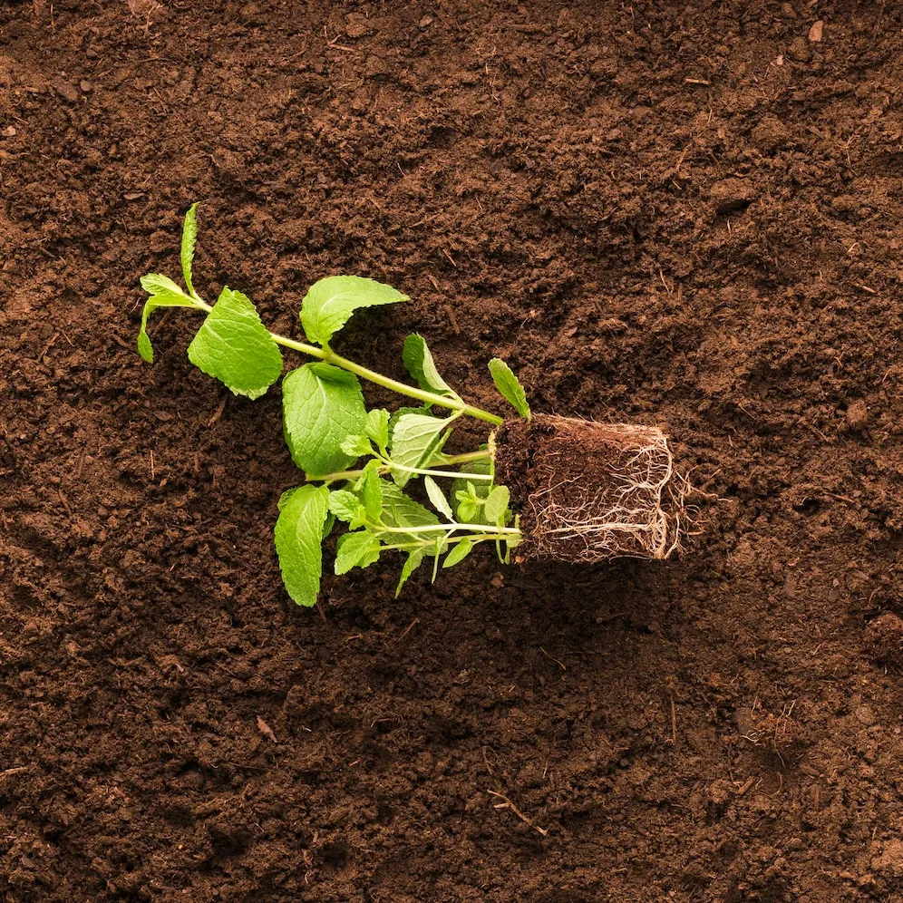 Choosing the Best NPK Fertilizer: Why 12-32-1..