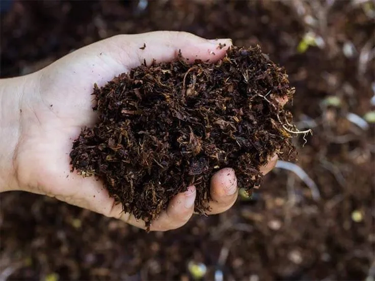 The Science Behind Organic Fertilizer: How It..