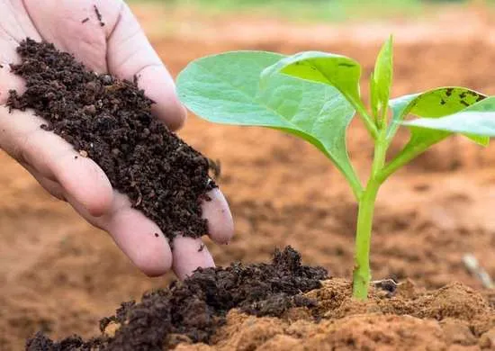 Common Deficiencies Solved by Zinc Sulphate F..