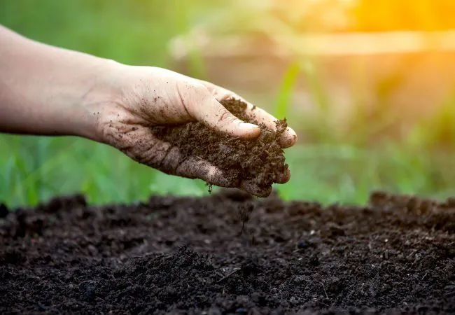 How to Use Humic Acid Fertilizer for Stronger..