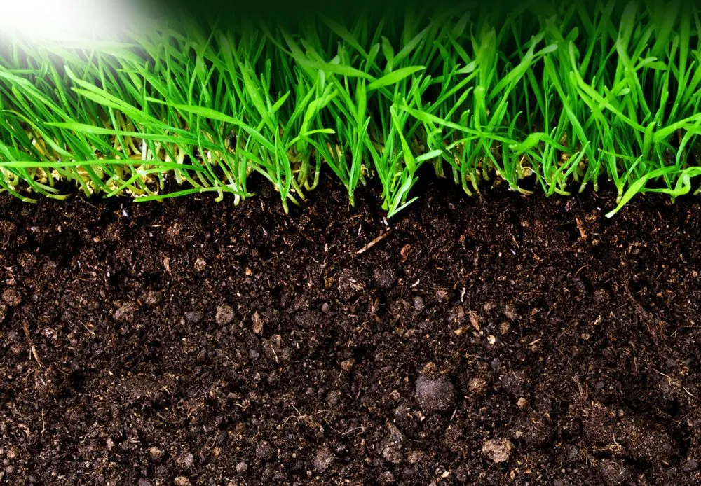 Why Seaweed Fertilizer for Grass is the Ultimate Solution for a Lush, Green Lawn