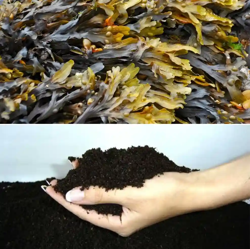 benefits of Liquid Seaweed Fertilizer