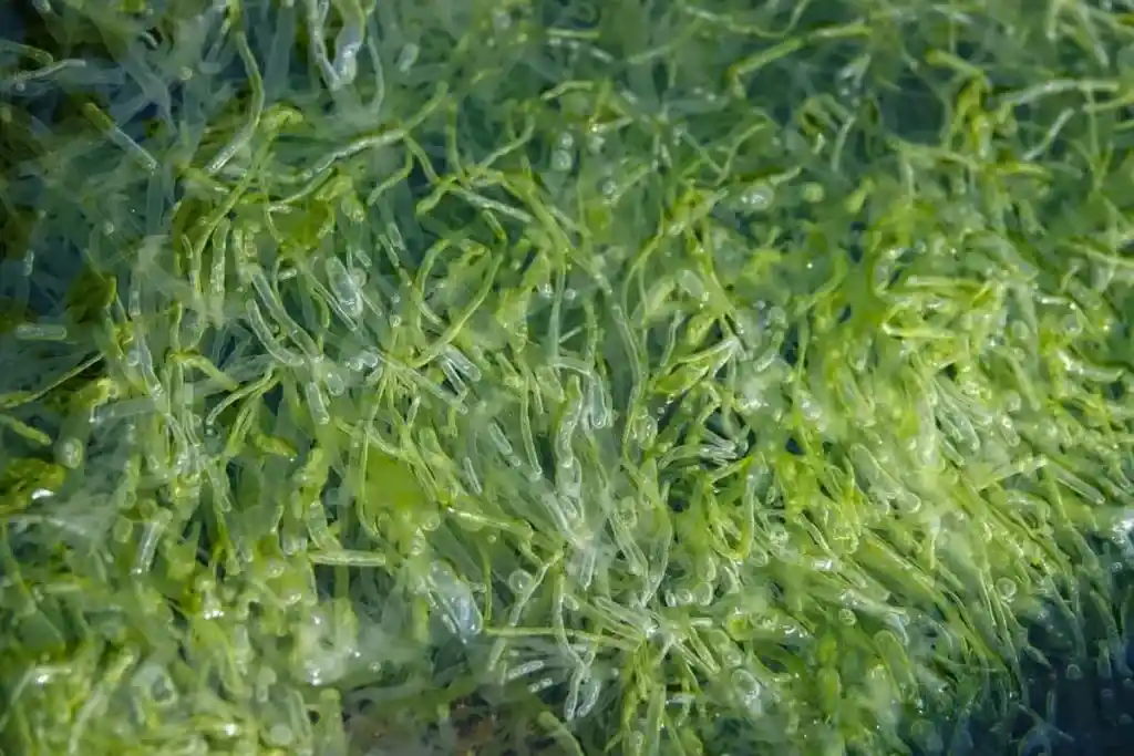 application of Liquid Seaweed Fertilizer